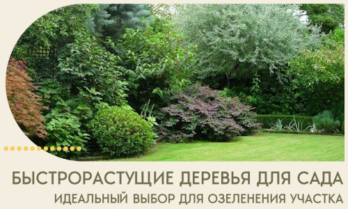 Быстрорастущие деревья для сада идеальный выбор в Владикавказе