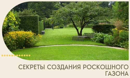Секреты создания роскошного газона в Владикавказе